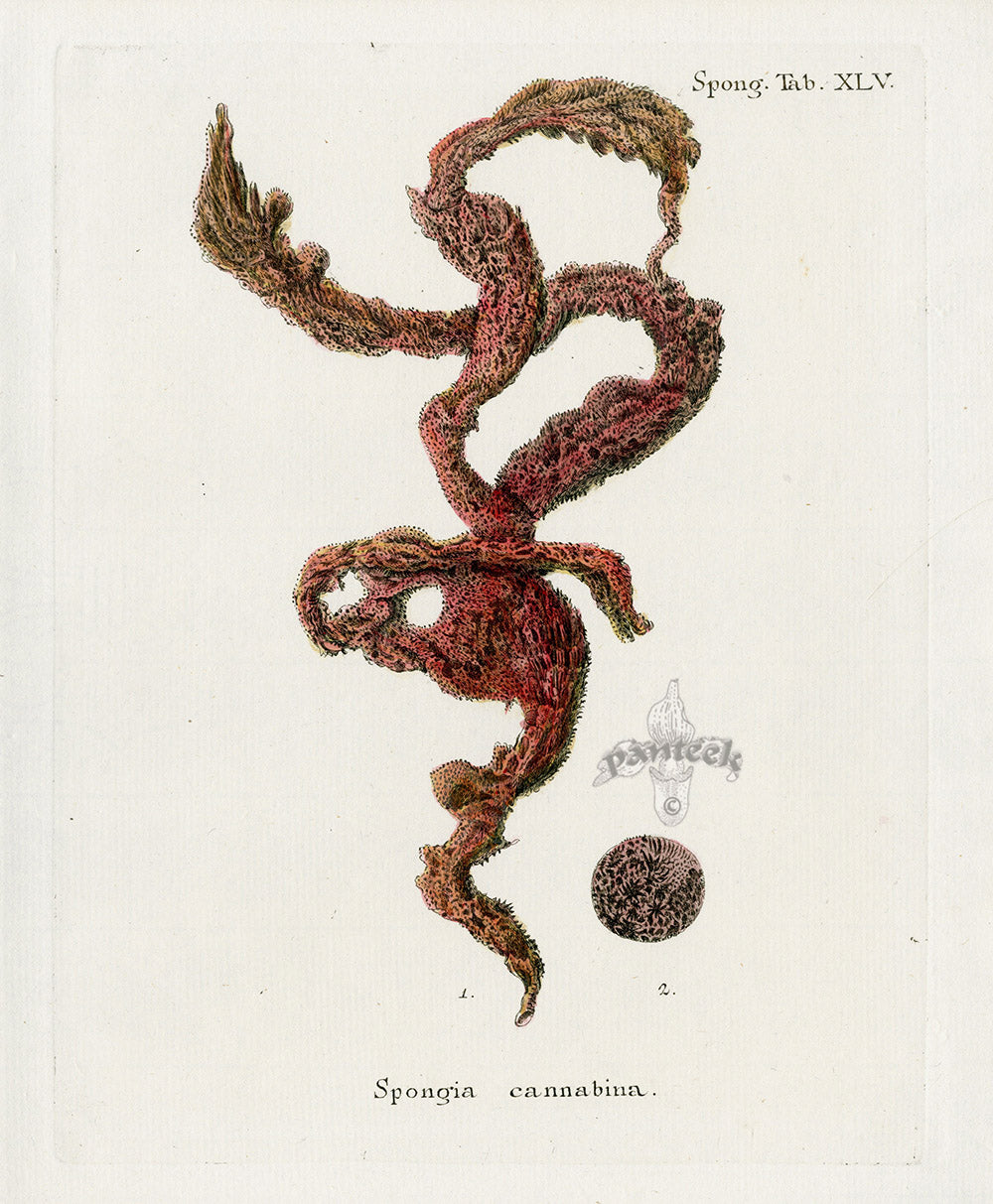 Esper Coral Antique Print Spongia