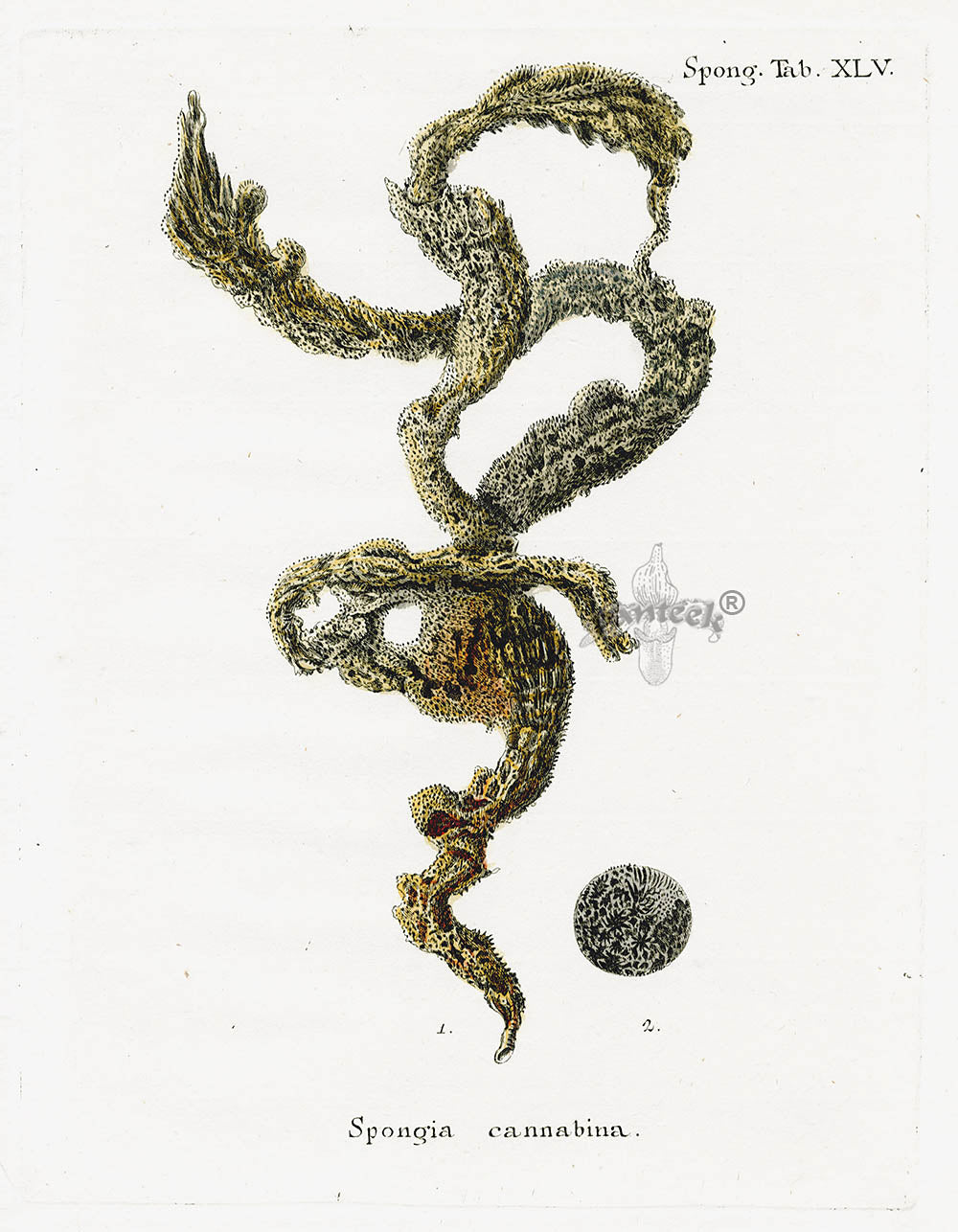 Esper Coral Antique Print Spongia cannabina