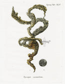 Esper Coral Antique Print Spongia cannabina - Panteek Antique Prints