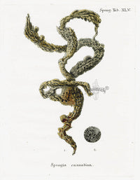 Esper Coral Antique Print Spongia cannabina - Panteek Antique Prints