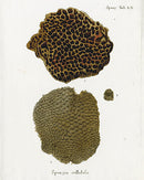 Esper Coral Antique Print Spongia cellulosa - Panteek Antique Prints