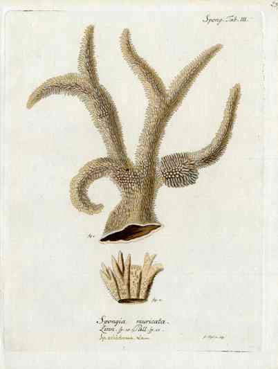Esper Coral Antique Print Spongia Muricata