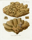 Esper Coral Antique Print Spongia Officinalis Lactuca - Panteek Antique Prints