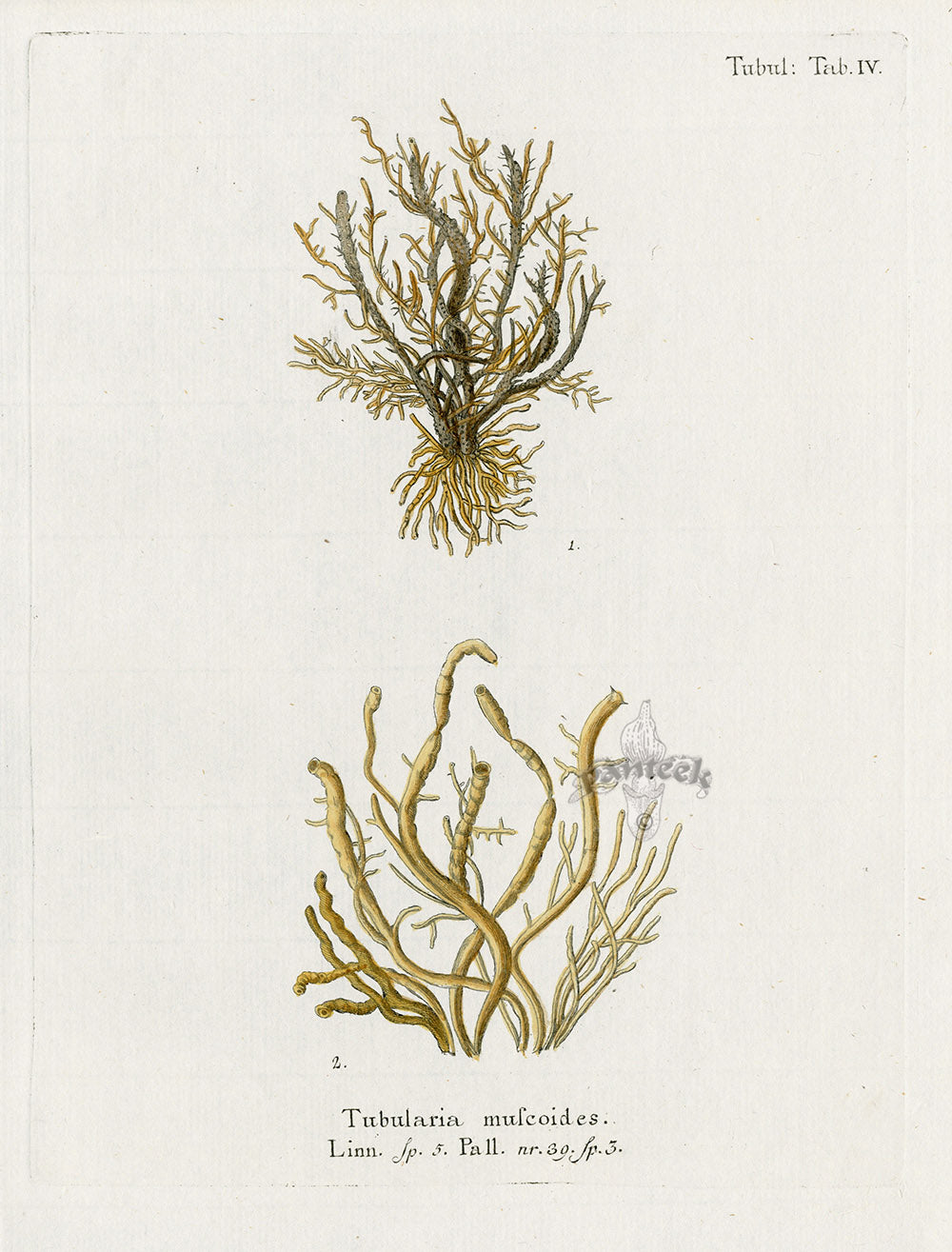 Esper Coral Antique Print Tubularia