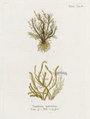 Esper Coral Antique Print Tubularia - Panteek Antique Prints
