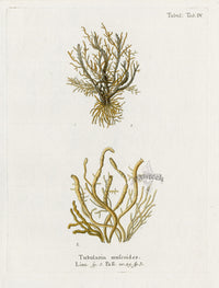 Esper Coral Antique Print Tubularia - Panteek Antique Prints