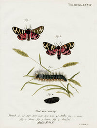 Esper Original Insect Prints A. hebe Moth - Panteek Antique Prints