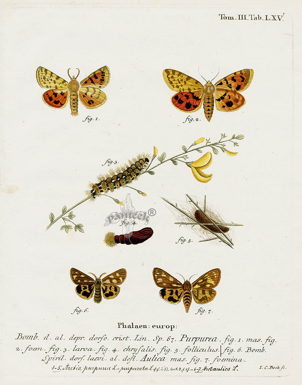 Esper Original Insect Prints A. purpurea Moth