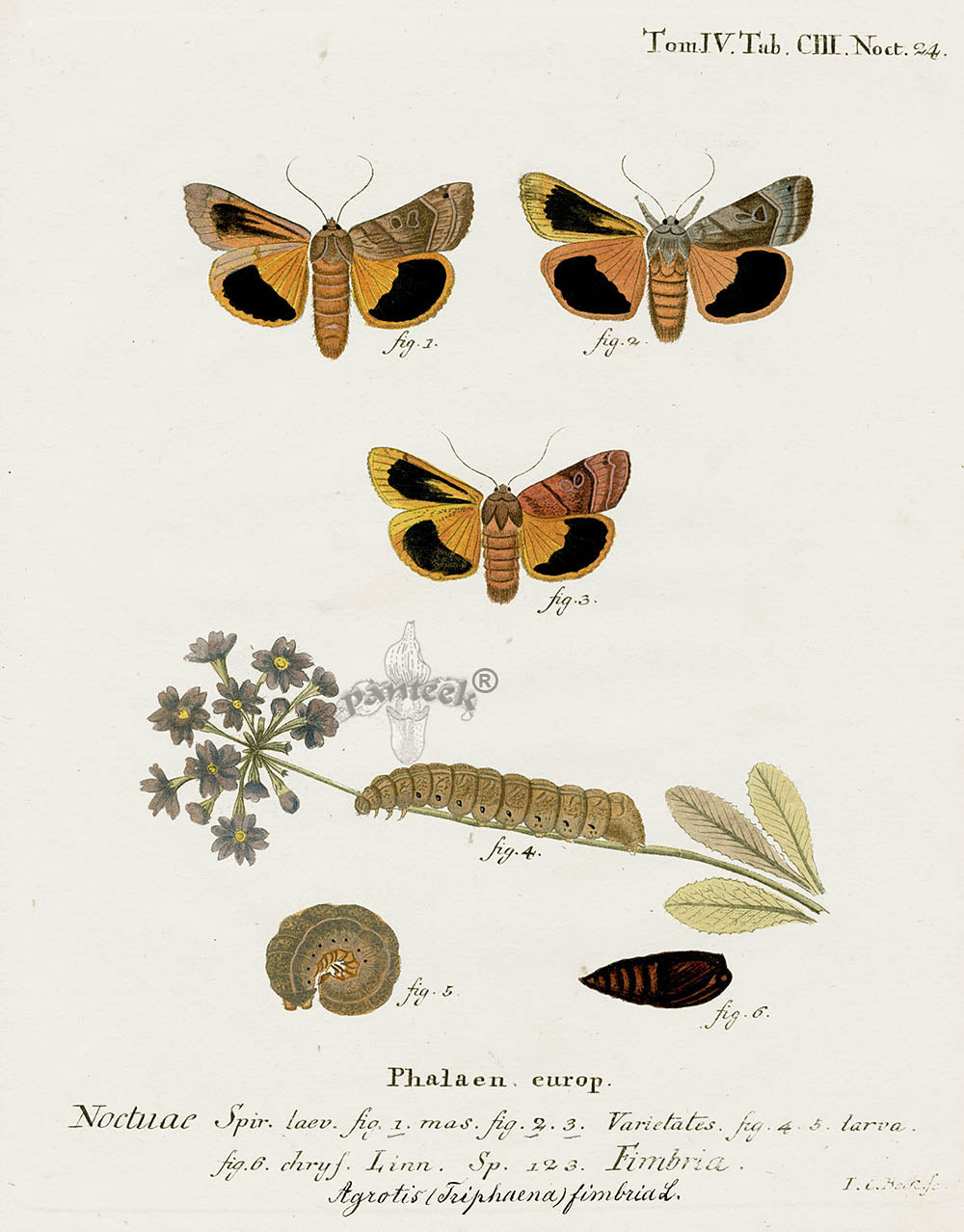 Esper Original Insect Prints A. triphaena fimbria Moth