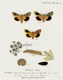 Esper Original Insect Prints A. triphaena fimbria Moth - Panteek Antique Prints