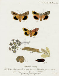 Esper Original Insect Prints A. triphaena fimbria Moth - Panteek Antique Prints