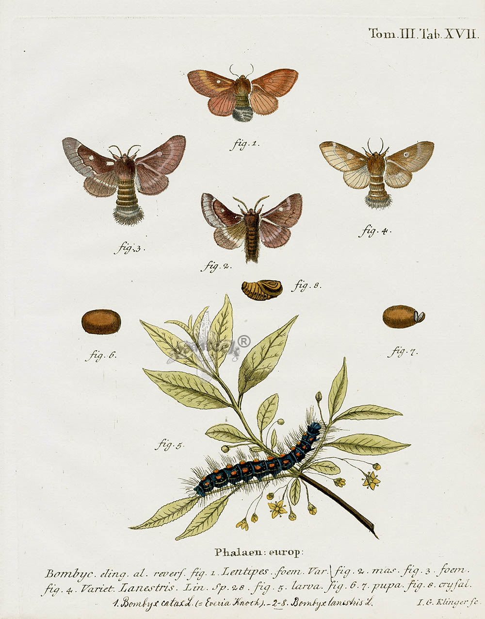 Esper Original Insect Prints B. catax & lanestris Moths