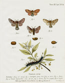 Esper Original Insect Prints B. catax & lanestris Moths - Panteek Antique Prints