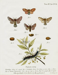 Esper Original Insect Prints B. catax & lanestris Moths - Panteek Antique Prints