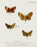 Esper Original Insect Prints B. quercus, C. dumi Moths - Panteek Antique Prints