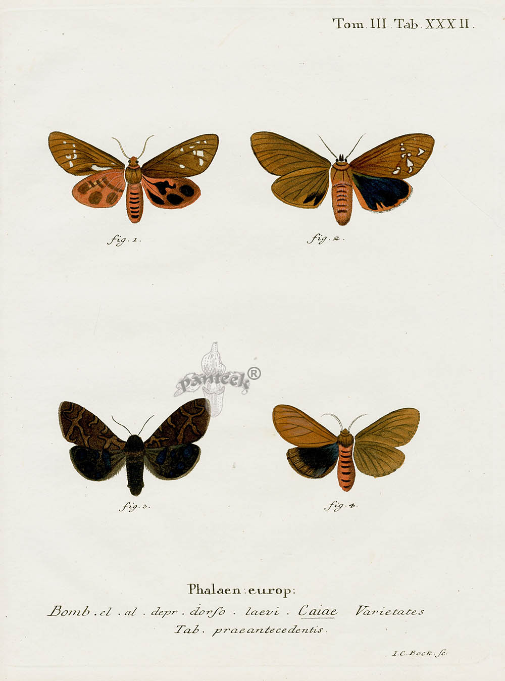 Esper Original Insect Prints Bomb. Caiae Moths