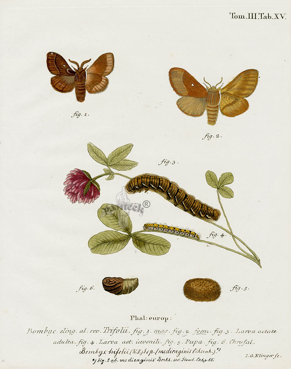 Esper Original Insect Prints Bombyx trifolii Moth