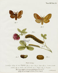 Esper Original Insect Prints Bombyx trifolii Moth - Panteek Antique Prints