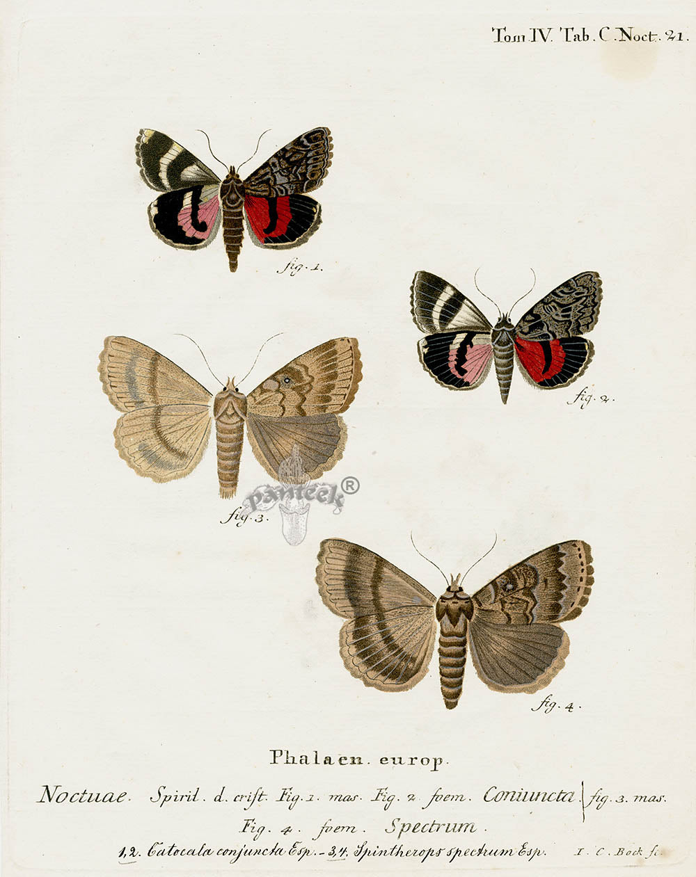 Esper Original Insect Prints C. conjuncta, Underwing Moth