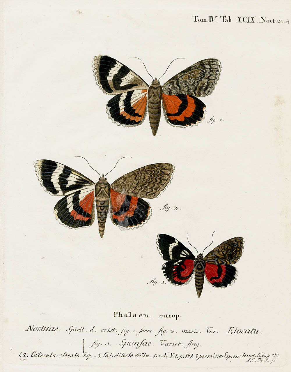 Esper Original Insect Prints C. elocata, Underwing Moth