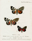 Esper Original Insect Prints C. elocata, Underwing Moth - Panteek Antique Prints