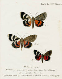 Esper Original Insect Prints C. elocata, Underwing Moth - Panteek Antique Prints
