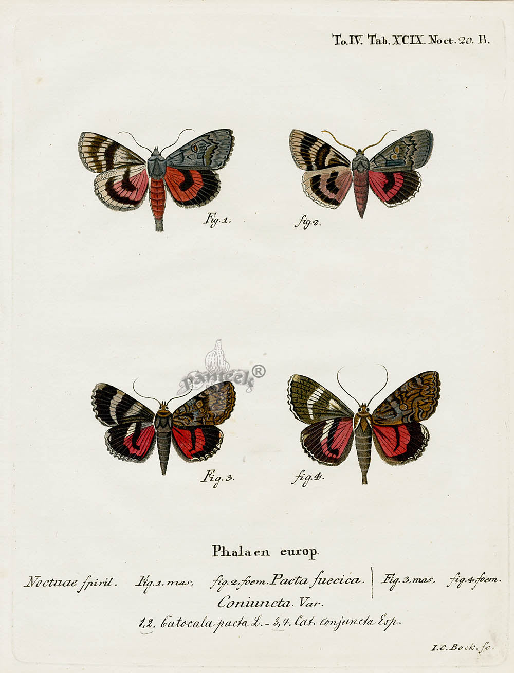 Esper Original Insect Prints C. pacta & conjucta Moths
