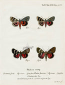 Esper Original Insect Prints C. pacta & conjucta Moths - Panteek Antique Prints