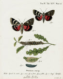 Esper Original Insect Prints C. sponsa, Underwing Moth - Panteek Antique Prints