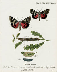 Esper Original Insect Prints C. sponsa, Underwing Moth - Panteek Antique Prints