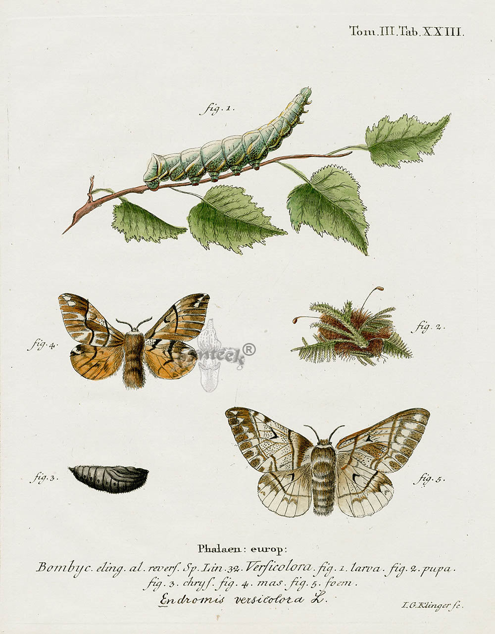 Esper Original Insect Prints E. versicolora Moth | Panteek Antique Prints