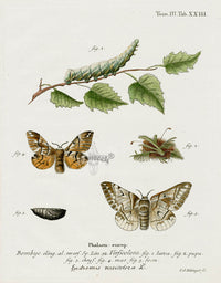 Esper Original Insect Prints E. versicolora Moth - Panteek Antique Prints