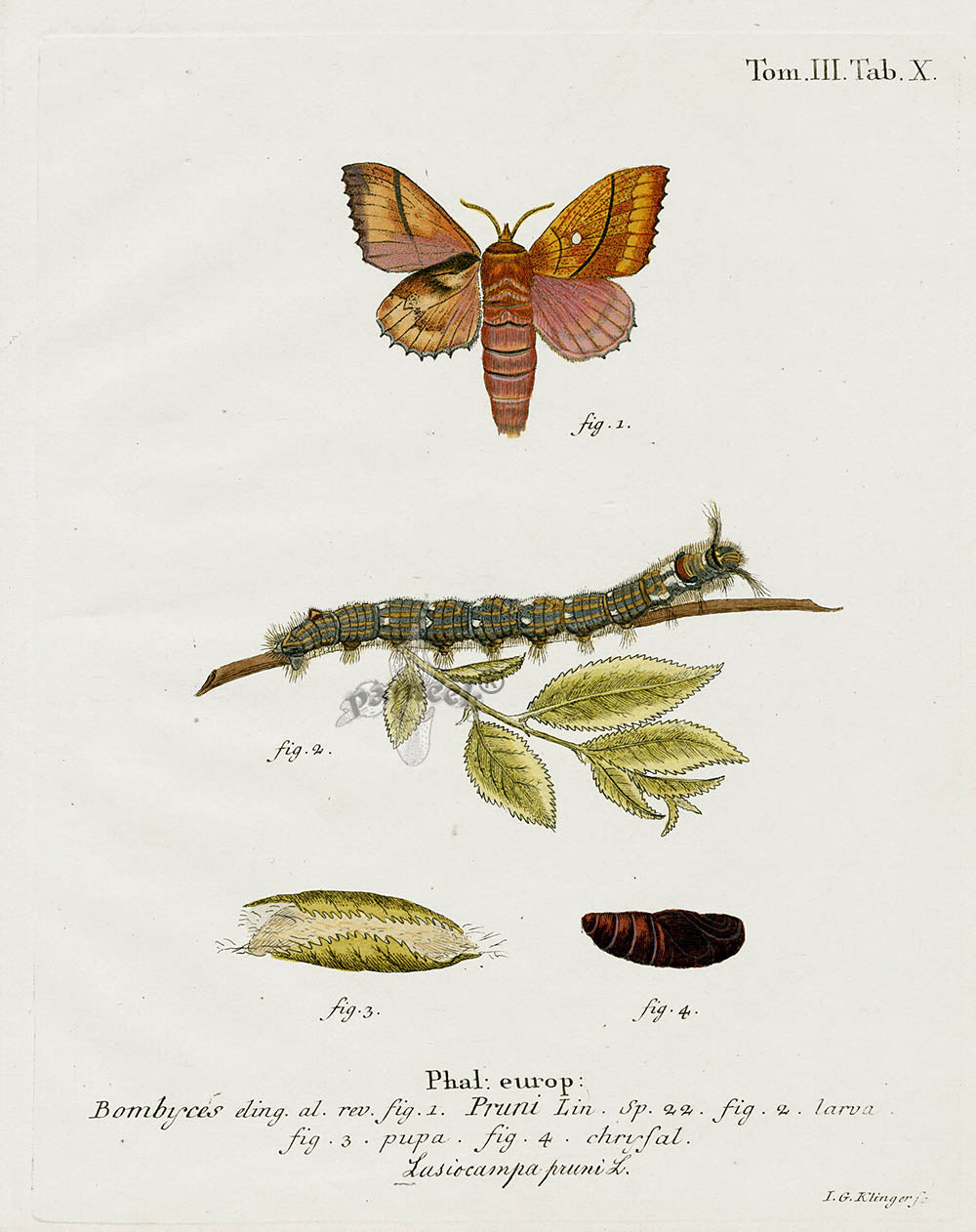 Esper Original Insect Prints L. pruni Moth