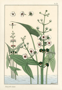 Eugene Grasset Pochoir Prints 1896 Arrow-Head - Panteek Antique Prints