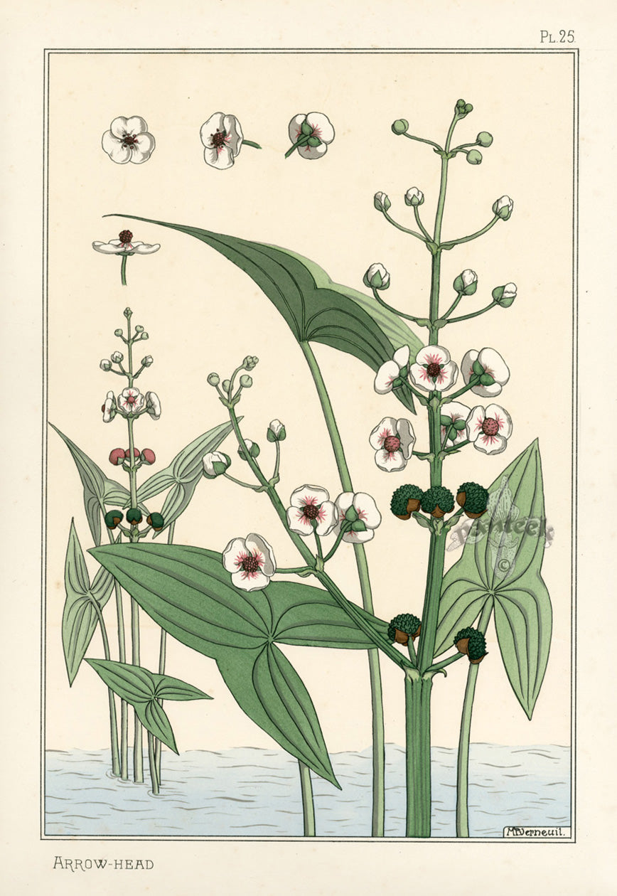 Eugene Grasset Pochoir Prints 1896 Arrow-Head