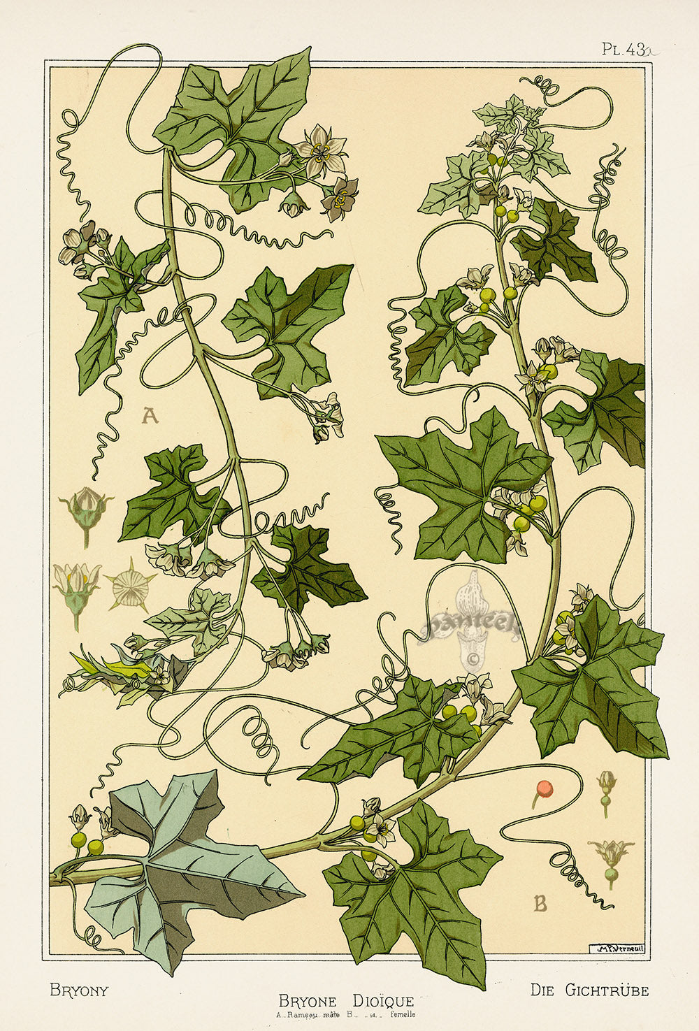 Eugene Grasset Pochoir Prints 1896 Bryony