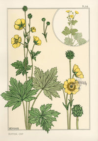 Eugene Grasset Pochoir Prints 1896 Butter-Cup - Panteek Antique Prints
