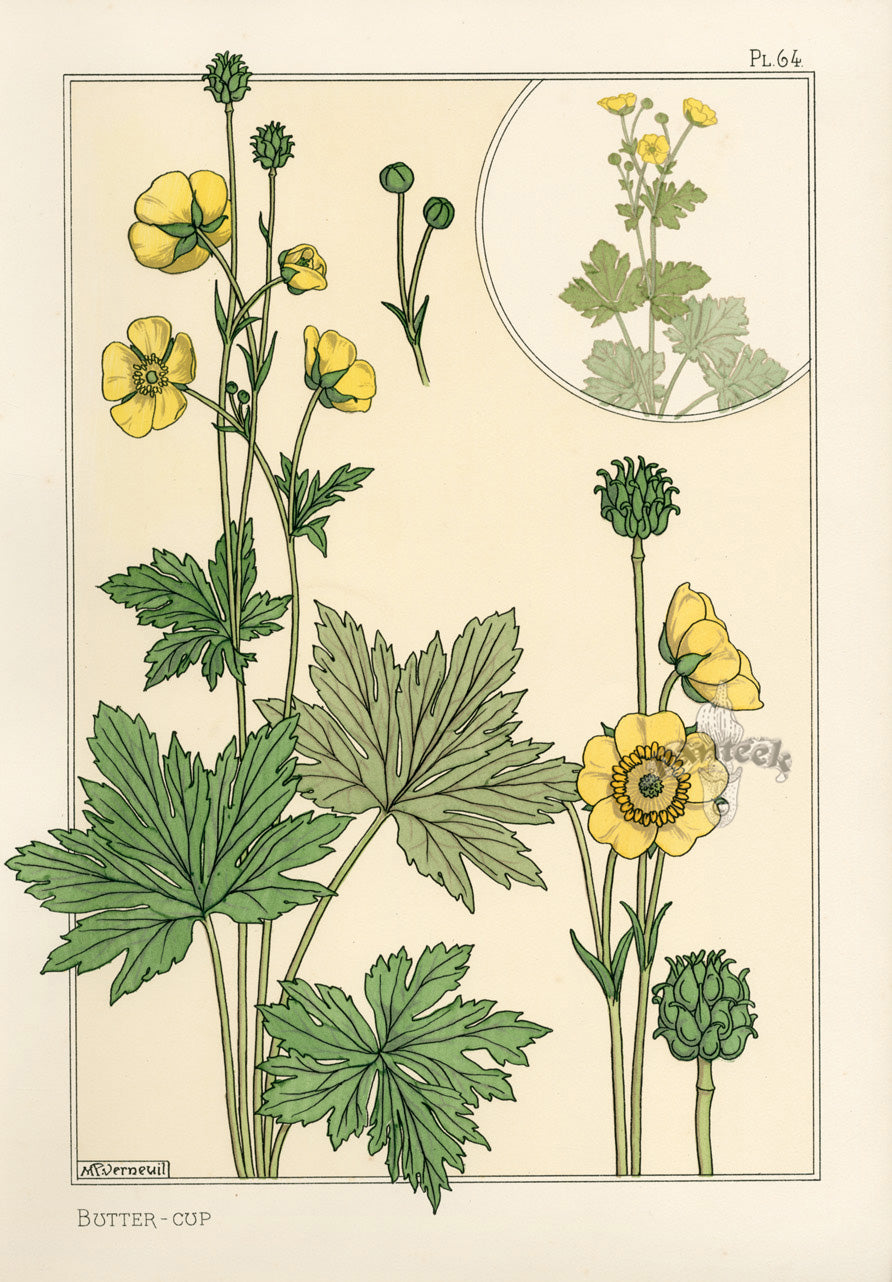 Eugene Grasset Pochoir Prints 1896 Butter-Cup