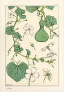 Eugene Grasset Pochoir Prints 1896 Courd - Panteek Antique Prints