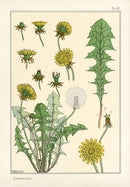 Eugene Grasset Pochoir Prints 1896 Dandelion - Panteek Antique Prints