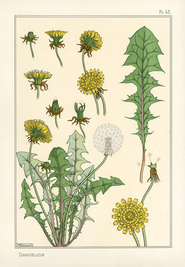 Eugene Grasset Pochoir Prints 1896 Dandelion