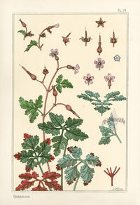 Eugene Grasset Pochoir Prints 1896 Geranium - Panteek Antique Prints