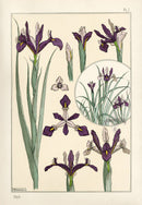 Eugene Grasset Pochoir Prints 1896 Iris - Panteek Antique Prints