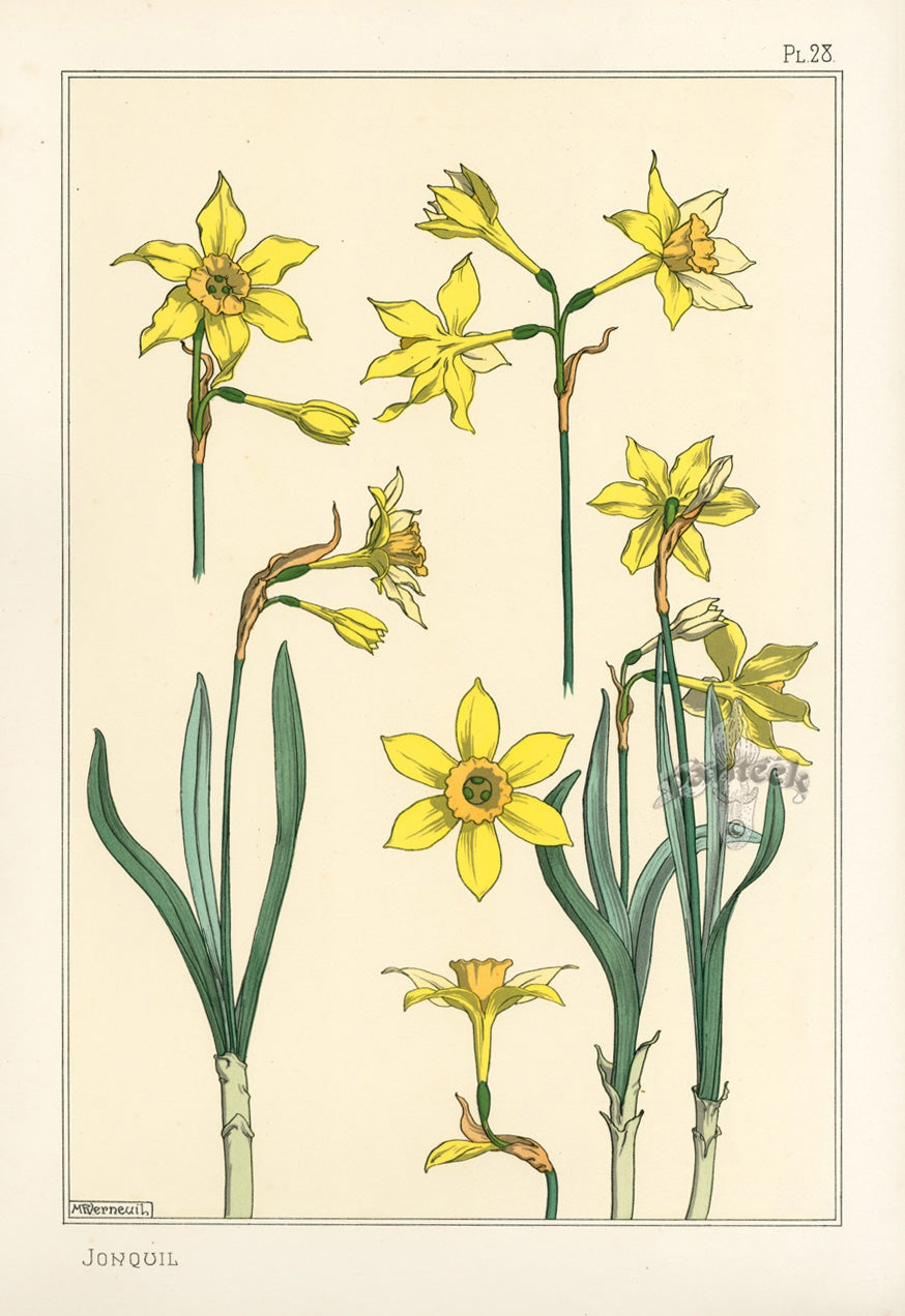 Eugene Grasset Pochoir Prints 1896 Jonquil