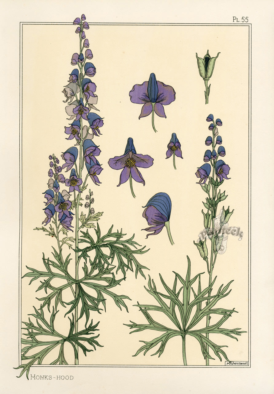 Eugene Grasset Pochoir Prints 1896 Monks-Hood