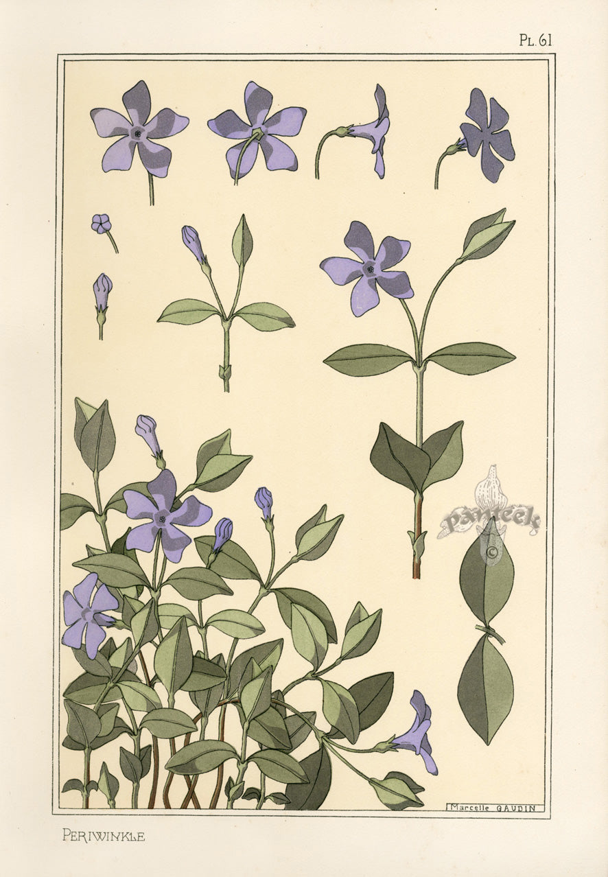 Eugene Grasset Pochoir Prints 1896 Periwinkle