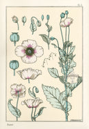 Eugene Grasset Pochoir Prints 1896 Poppy - Panteek Antique Prints
