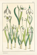 Eugene Grasset Pochoir Prints 1896 Snowdrop - Panteek Antique Prints