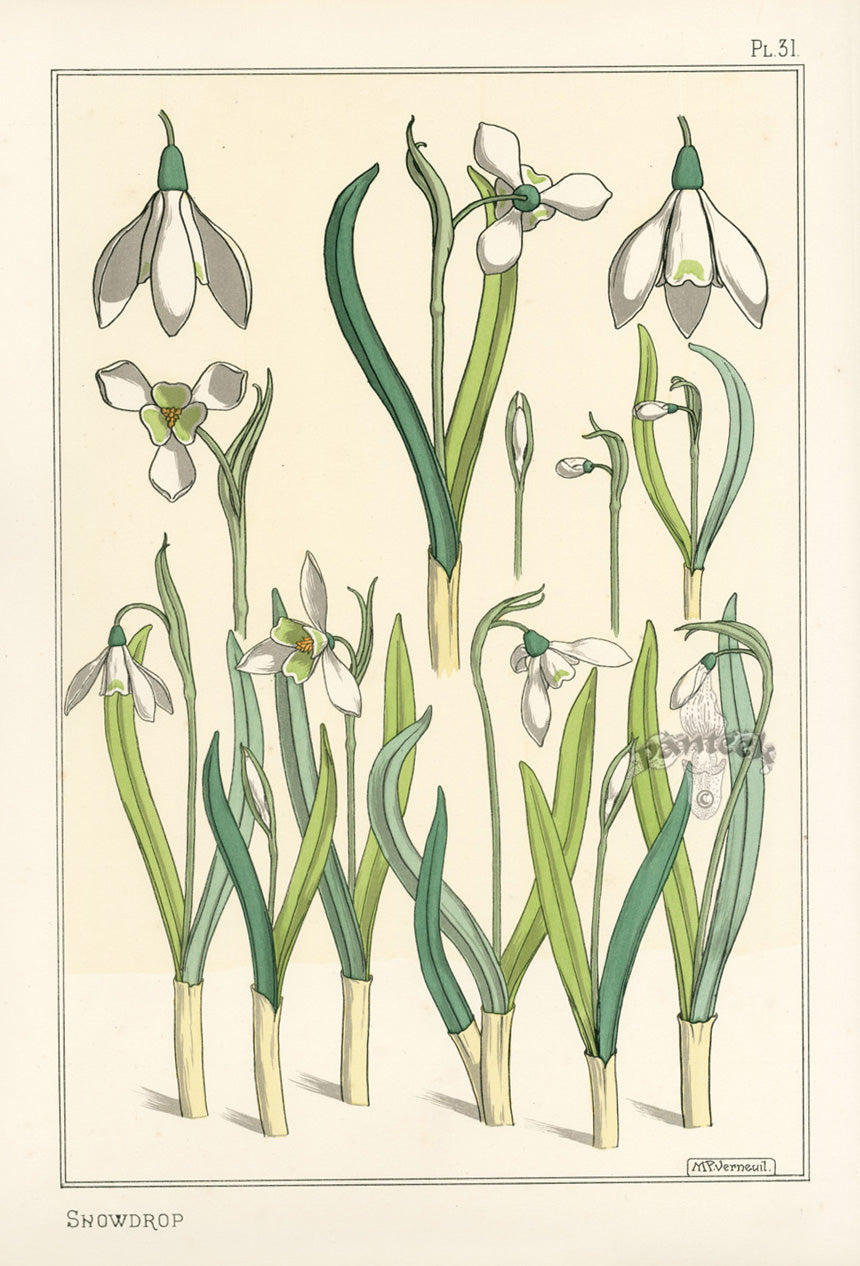 Eugene Grasset Pochoir Prints 1896 Snowdrop