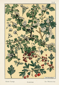 Eugene Grasset Pochoir Prints 1896 White-Thorn - Panteek Antique Prints